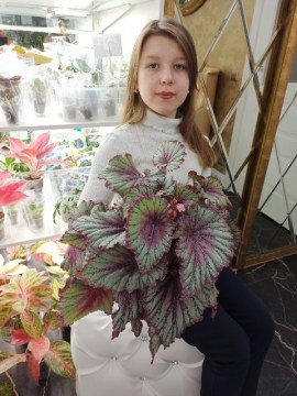 Бегония Charlotte Chiffon